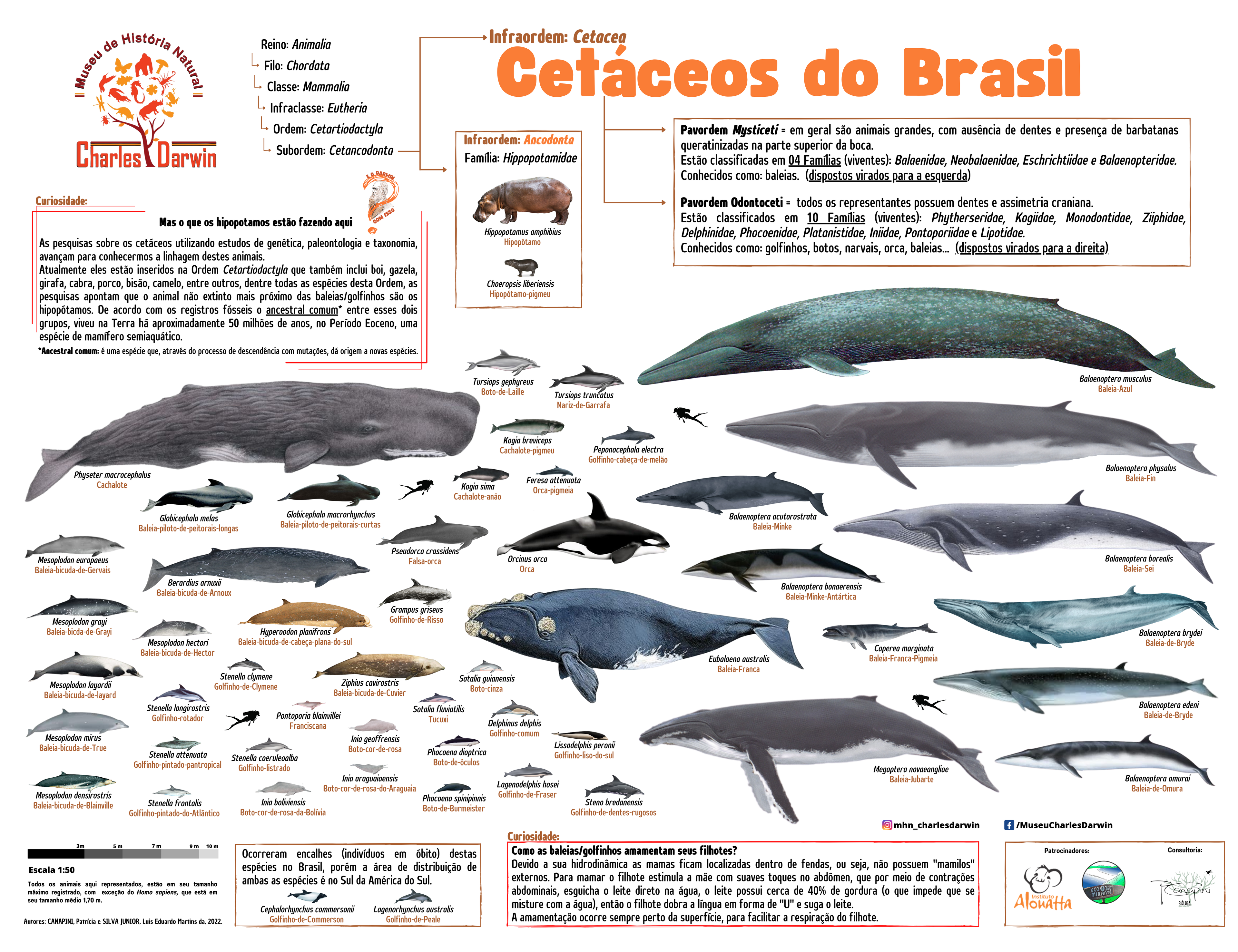 Evolução hoje